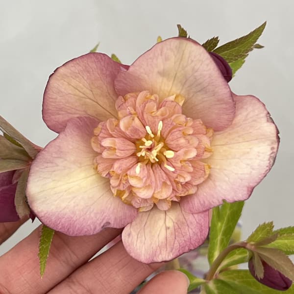 吉田園芸さんのクリスマスローズ：多弁交配セミダブル26-09／4.5号ポット【現品販売】