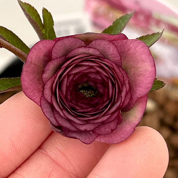 吉田園芸さんのクリスマスローズ：超多弁交配26-02／4.5号ポット【現品販売】