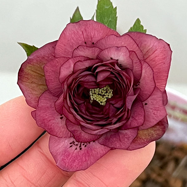 吉田園芸さんのクリスマスローズ：超多弁交配26-03／4.5号ポット【現品販売】