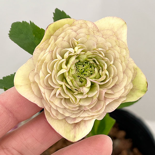 ●吉田園芸さんのクリスマスローズ：超多弁交配26-06／4.5号ポット【現品販売】