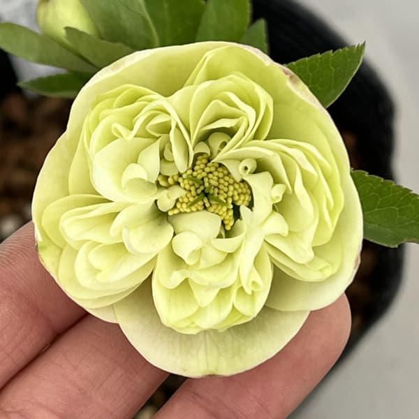 園芸ネット本店｜吉田園芸さんのクリスマスローズ：クオーターロッ