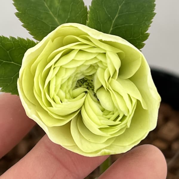 吉田園芸さんのクリスマスローズ：クオーターロッゼット咲き26-04／4.5号ポット【現品販売】