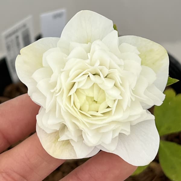 吉田園芸さんのクリスマスローズ：エクストリームフォーム26-01／4.5号ポット【現品販売】