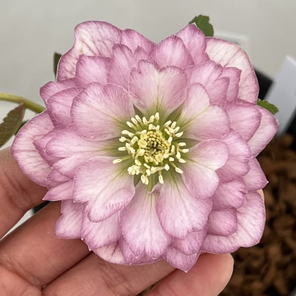 吉田園芸さんのクリスマスローズ：クローリス26-03／4.5号ポット【現品販売】