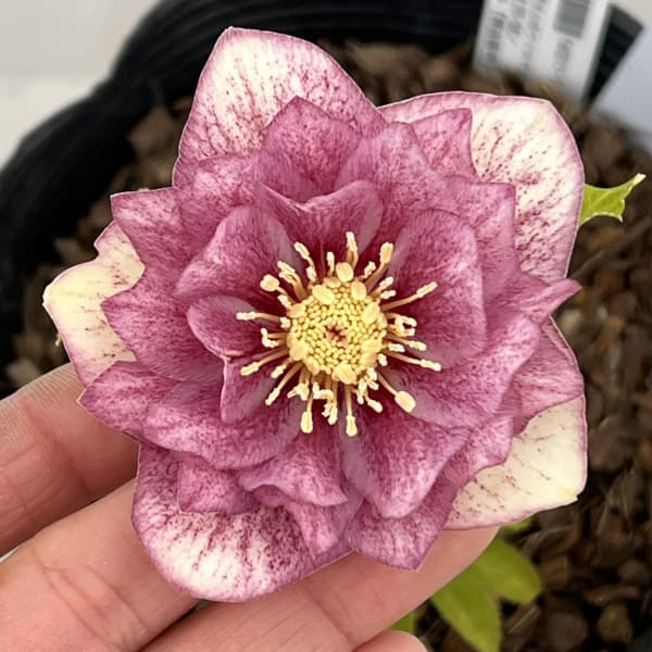 吉田園芸さんのクリスマスローズ：クローリス26-04／4.5号ポット【現品販売】