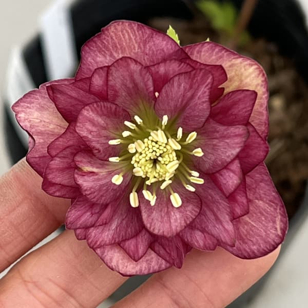 吉田園芸さんのクリスマスローズ：クローリス26-05／4.5号ポット【現品販売】