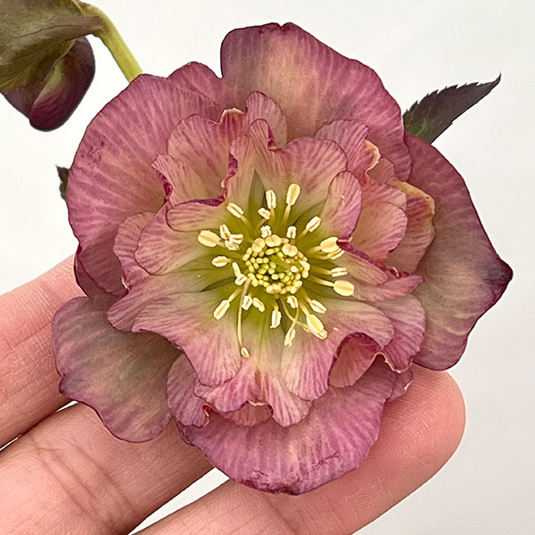 ●吉田園芸さんのクリスマスローズ：カメレオン26-02／4.5号ポット【現品販売】