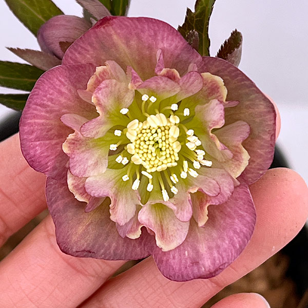 吉田園芸さんのクリスマスローズ：カメレオン26-03／4.5号ポット【現品販売】