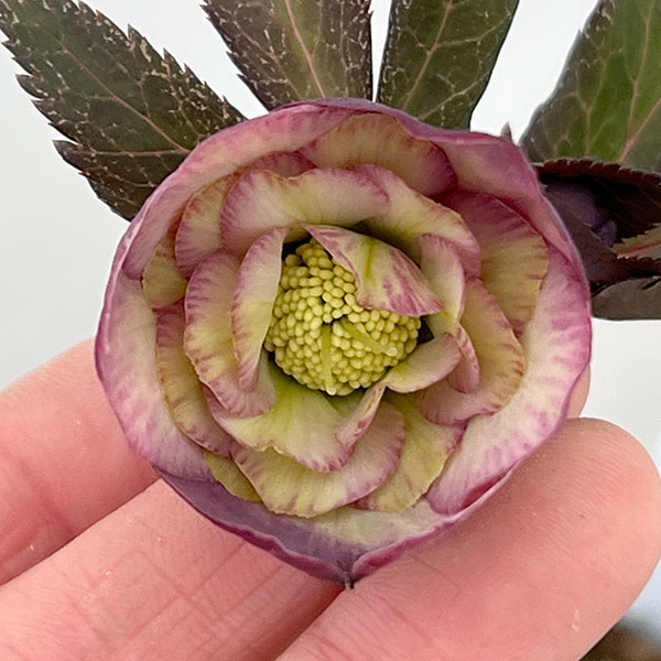 吉田園芸さんのクリスマスローズ：カメレオン26-04／4.5号ポット【現品販売】