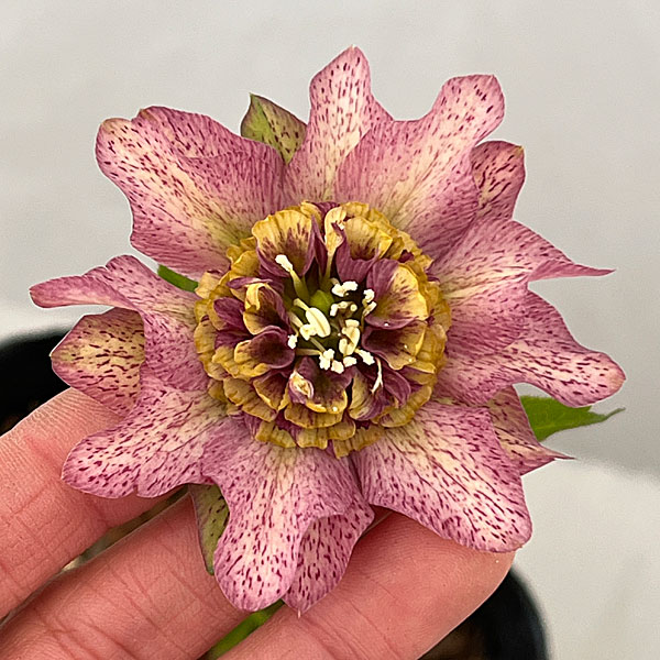 吉田園芸さんのクリスマスローズ：ヒデコートセミダブル26-02／4.5号ポット【現品販売】