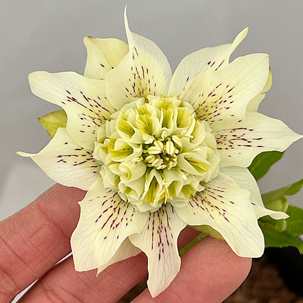 吉田園芸さんのクリスマスローズ：ヒデコートセミダブル26-03／4.5号ポット【現品販売】