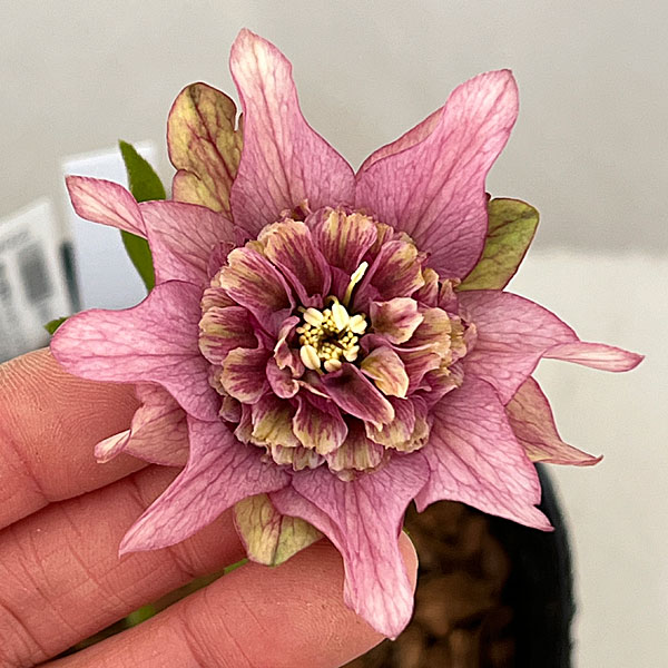 吉田園芸さんのクリスマスローズ：ヒデコートセミダブル26-04／4.5号ポット【現品販売】