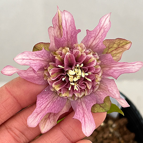 吉田園芸さんのクリスマスローズ：ヒデコートセミダブル26-05／4.5号ポット【現品販売】