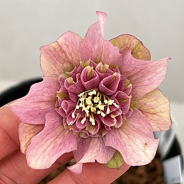 吉田園芸さんのクリスマスローズ：ヒデコートセミダブル26-06／4.5号ポット【現品販売】