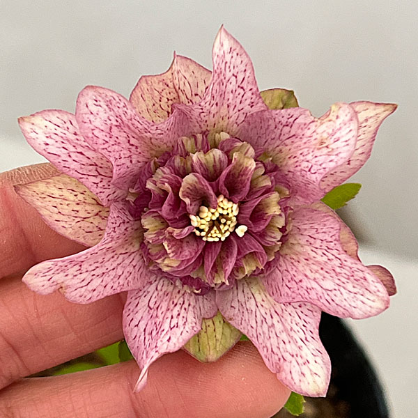 吉田園芸さんのクリスマスローズ：ヒデコートセミダブル26-07／4.5号ポット【現品販売】