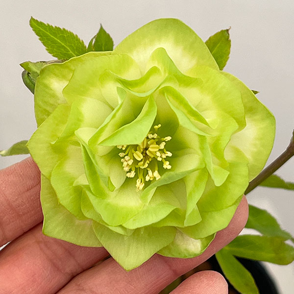 吉田園芸さんのクリスマスローズ：ピエラ26-05／4.5号ポット【現品販売】