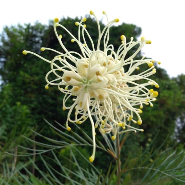 グレビレア：ムーンライト7号鉢植え