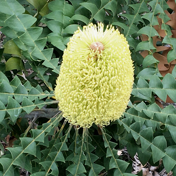 バンクシア：グランディス6号鉢植え