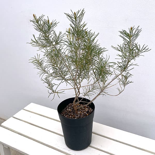 バンクシア：レプトフィラ6号鉢植え