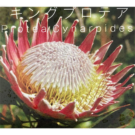 [26年4月上旬予約]プロテア：シナロイデス（キングプロテア）5号鉢植え