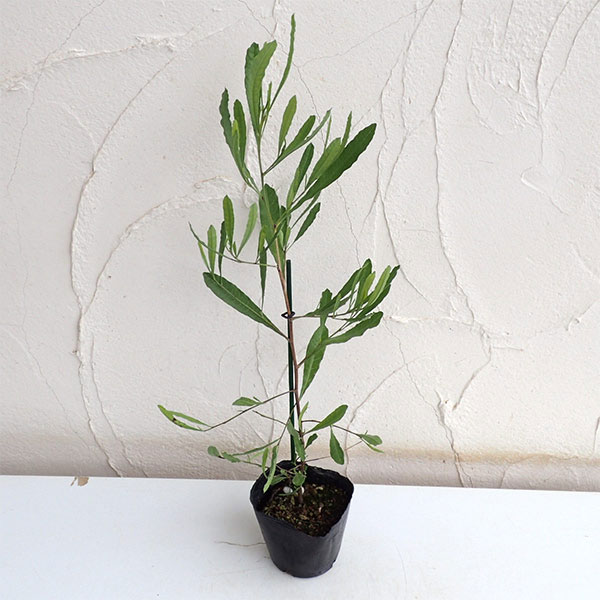 ドドナエア：ヴィスコサ グリーン4号ポット