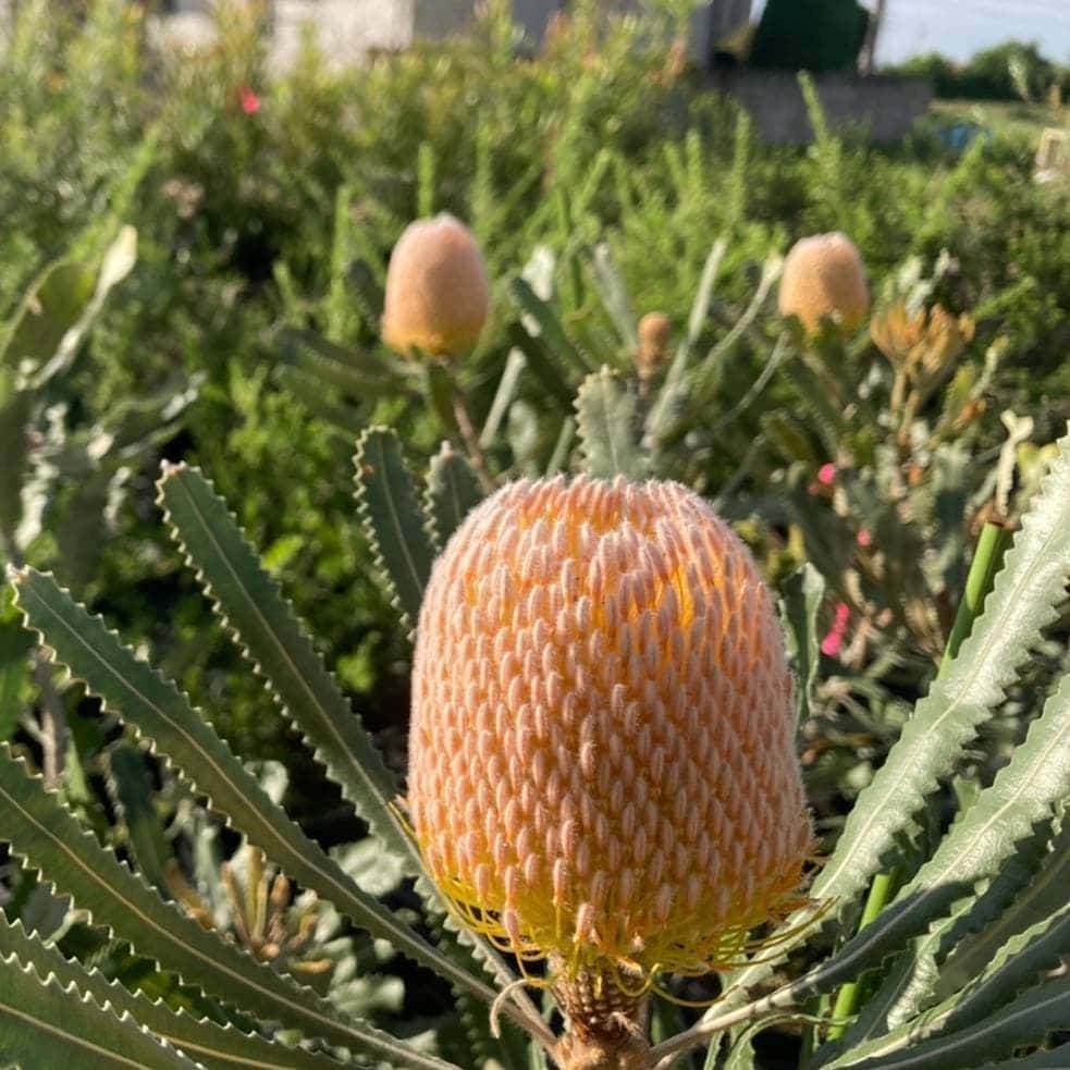 [26年4月下旬予約]バンクシア：バーディティー6号鉢植え