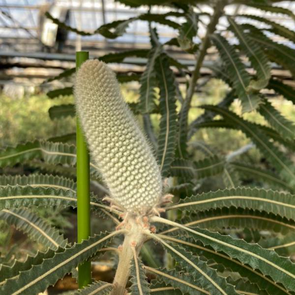 [26年4月下旬予約]バンクシア：プリオノート6号鉢植え