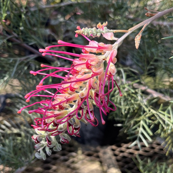 グレビレア：ラナマリー8号鉢植え