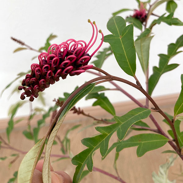 グレビレア：プーリンダロイヤルマントル6号鉢植え