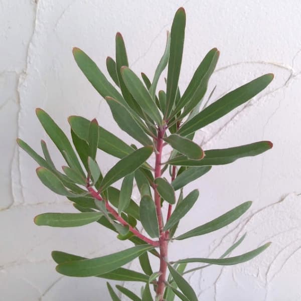 プロテア：スザンナエ6号鉢植え