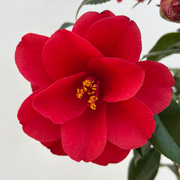 ツバキ（椿）：レッドホップ6号鉢植え