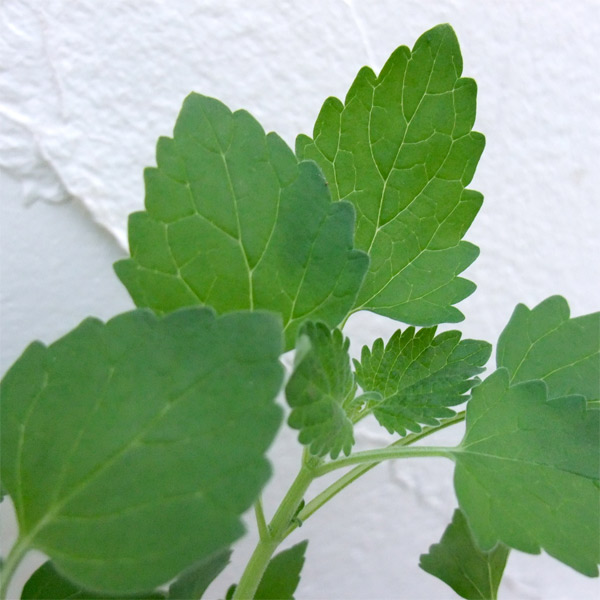 キャットミント：キャットニップ（ネペタ）3号ポット 6株セット