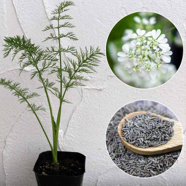 キャラウェイ3号ポット 6株セット