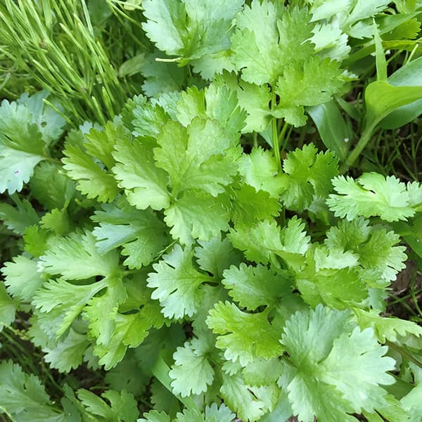 コリアンダー（パクチー）3号ポット 6株セット