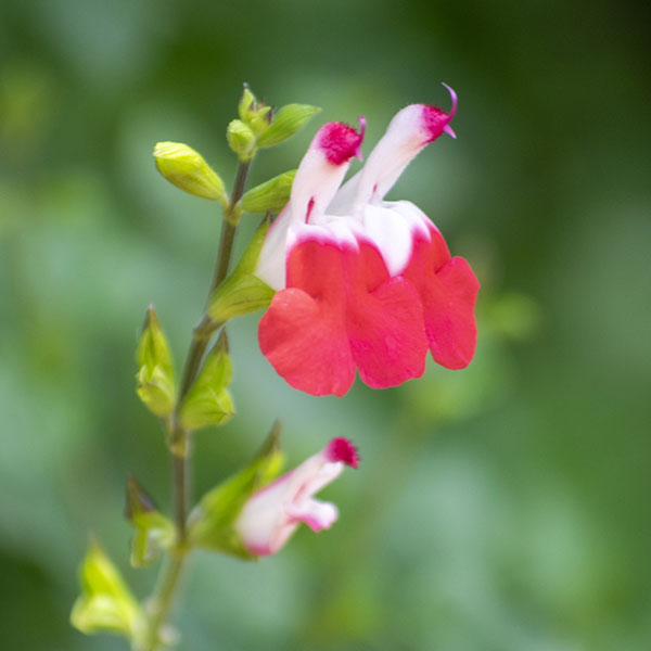 サルビア：ミクロフィラ ホットリップス3-3.5号ポット 12株セット