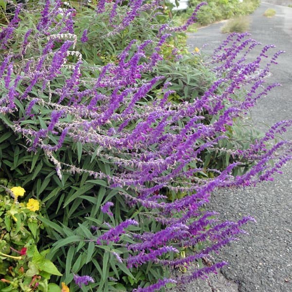 セージ：パープルメキシカンブッシュ3号ポット 12株セット