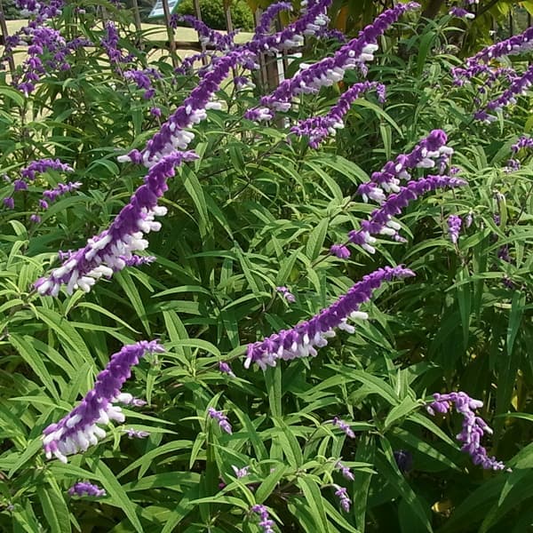 セージ：メキシカンブッシュセージ3号ポット 6株セット