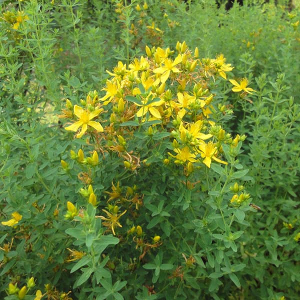 セント・ジョンズ・ワート3号ポット 6株セット