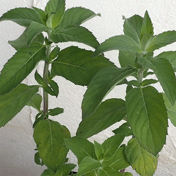 ニホンハッカ：あおば3号ポット 12株セット