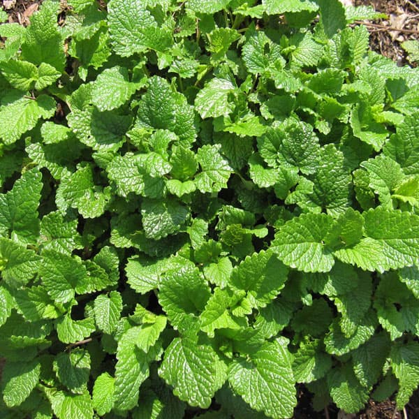 [送料無料]レモンバーム3-3.5号ポット 24株セット