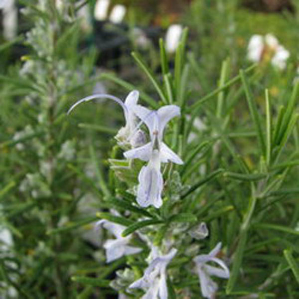 ローズマリー（立性）：シッシングハストブルー3号ポット 6株セット