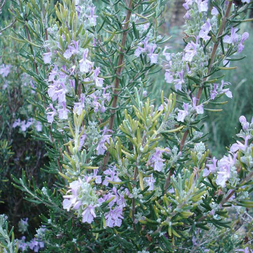 ローズマリー（立性）：マジョルカピンク3号ポット 6株セット