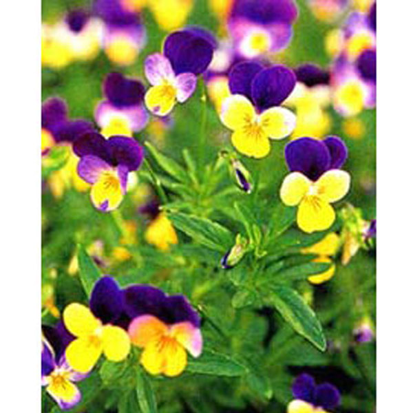 ワイルドパンジー：ハーツイーズ3号ポット 12株セット