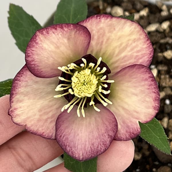 クリスマスローズ（原種交配種）：デュメトルム交配26-03／4号ポット【現品販売】