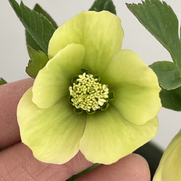 クリスマスローズ（原種交配種）：デュメトルム交配26-04／4号ポット【現品販売】