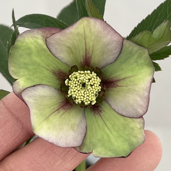 クリスマスローズ（原種交配種）：デュメトルム交配26-05／4号ポット【現品販売】