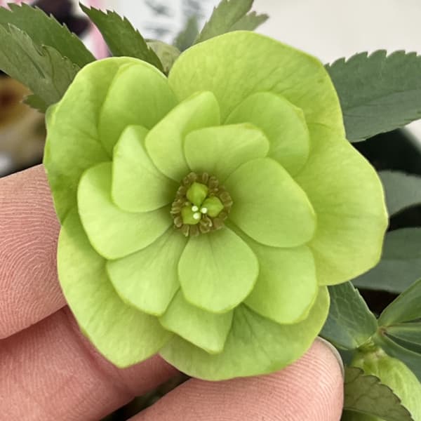 クリスマスローズ（原種交配種）：デュメトルム交配26-06／4号ポット【現品販売】