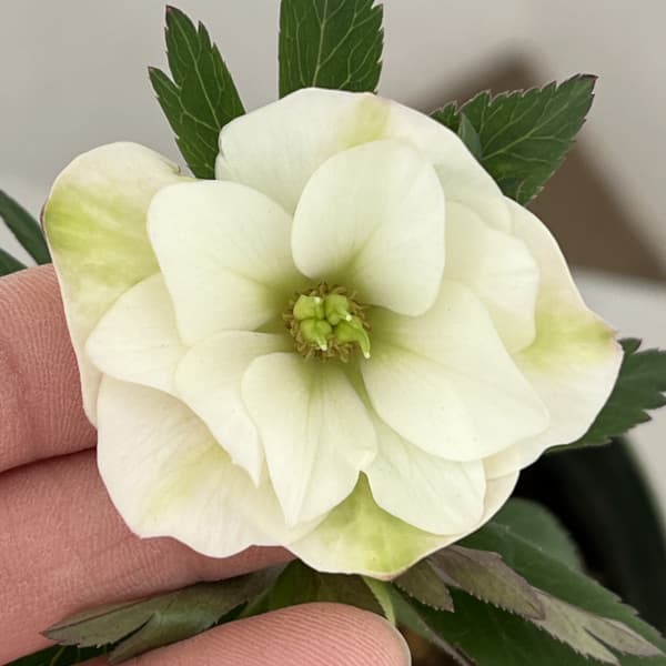 クリスマスローズ（原種交配種）：デュメトルム交配26-08／4号ポット【現品販売】