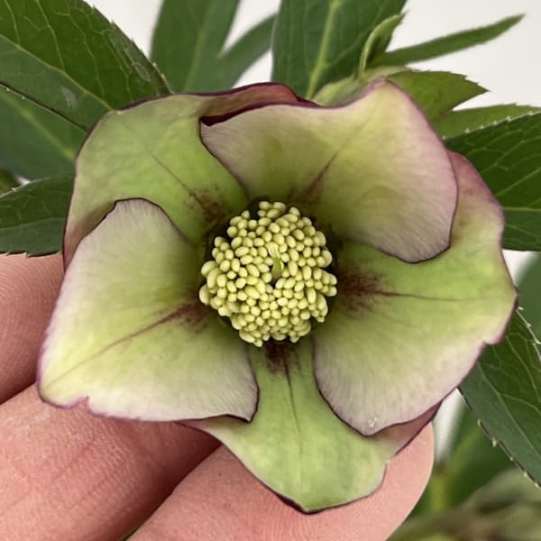 クリスマスローズ（原種交配種）：デュメトルム交配26-10／4号ポット【現品販売】