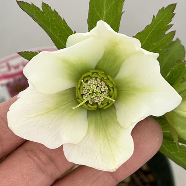 クリスマスローズ（原種交配種）：デュメトルム交配26-11／4号ポット【現品販売】